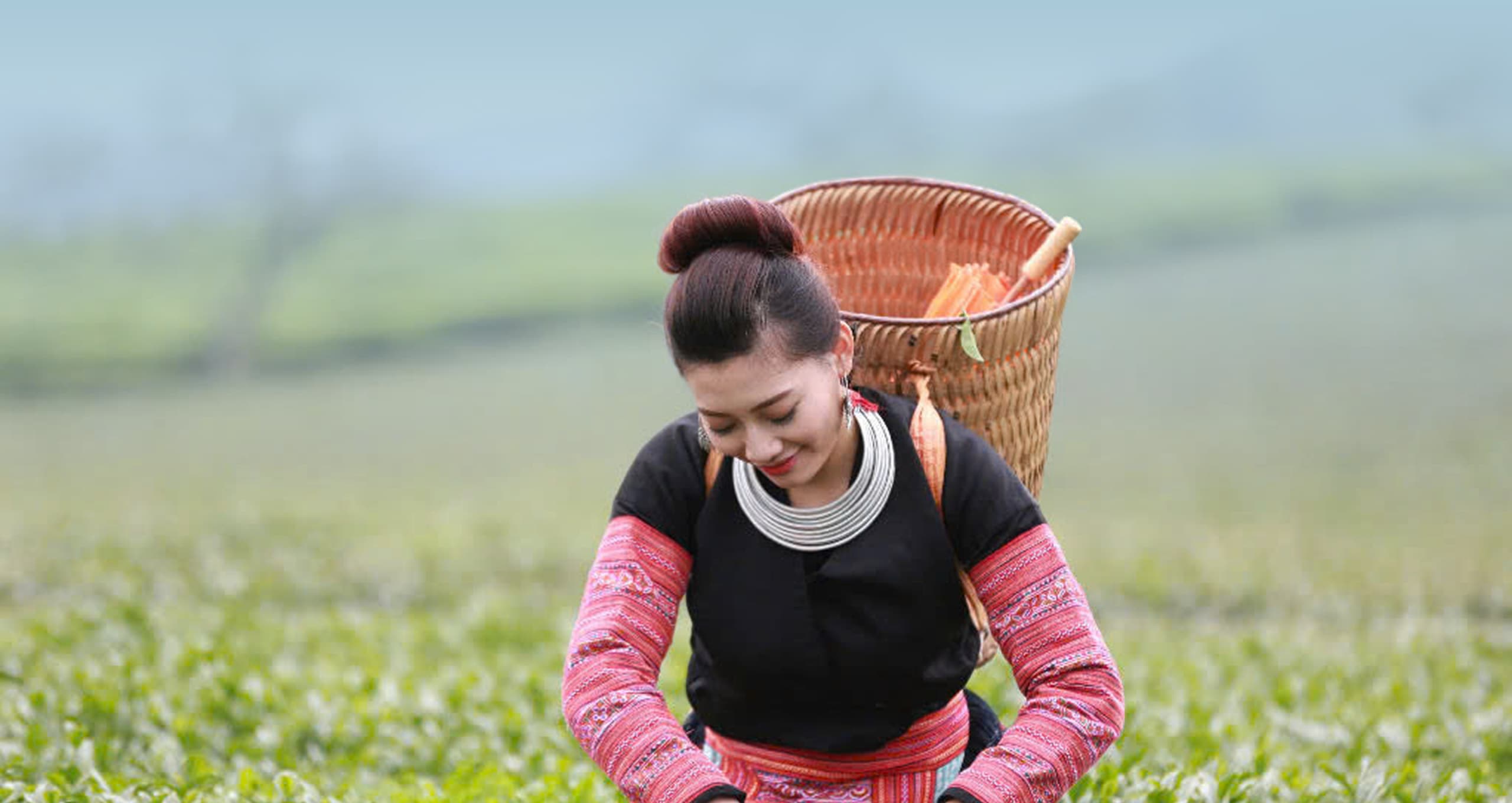 Vùng Nguyên Liệu Trồng Chè Gallery Image