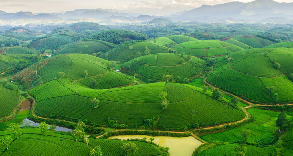 Tea Growing Region