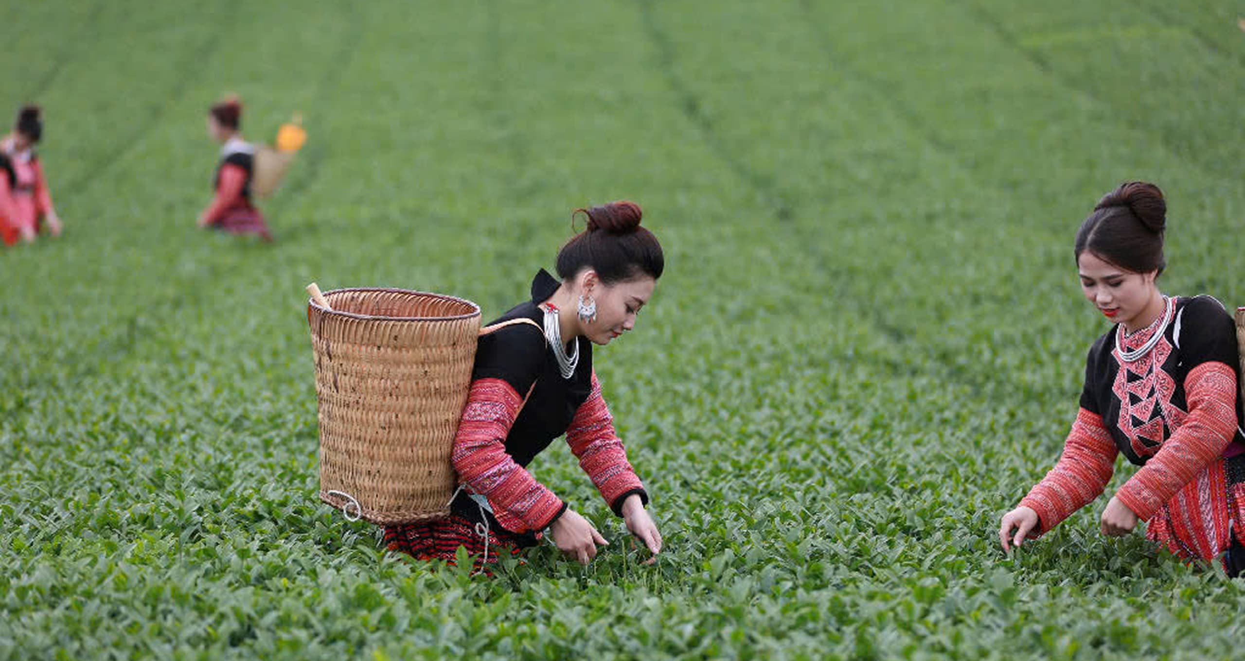 Vùng Nguyên Liệu Trồng Chè Gallery Image